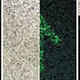 Illustration for article titled Your Floor Can Glow in the Dark with Luminescent Gravel
